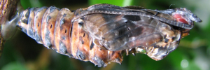 Pupae